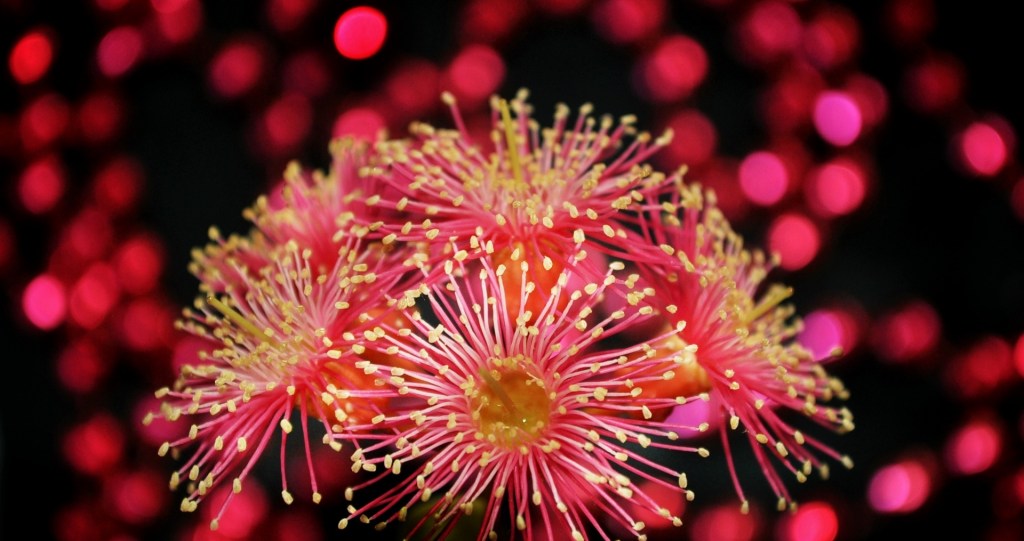 Christmas Social : 29&nbsp;November